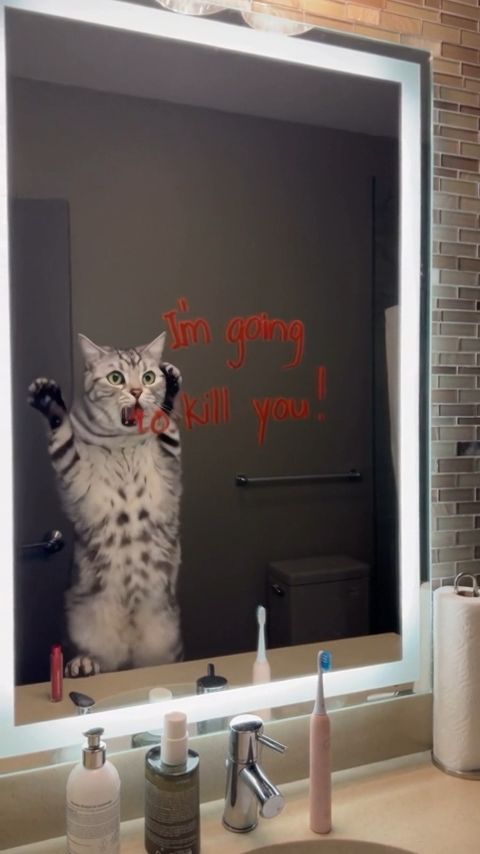 Pet Mirror Panic