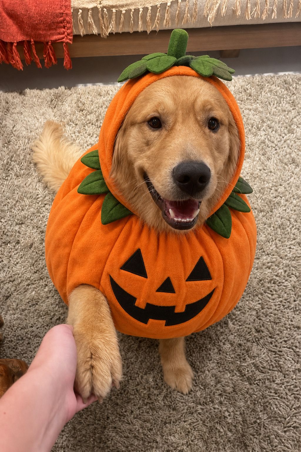Pumpkin Costume Portrait