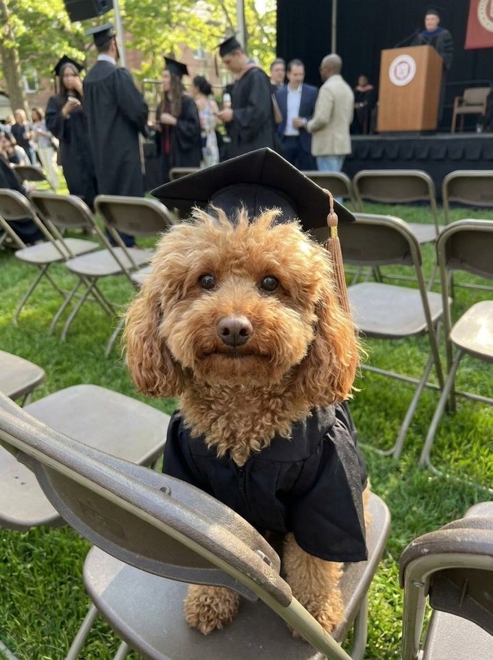 Graduation Lawn Pet