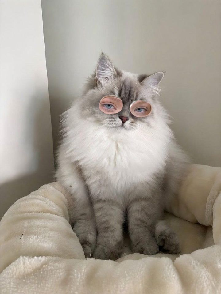 Human Eyed Cat