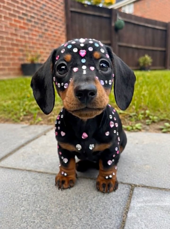 Dachshund Adventure