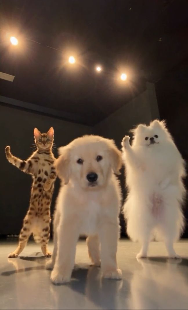 Pet Dance Trio