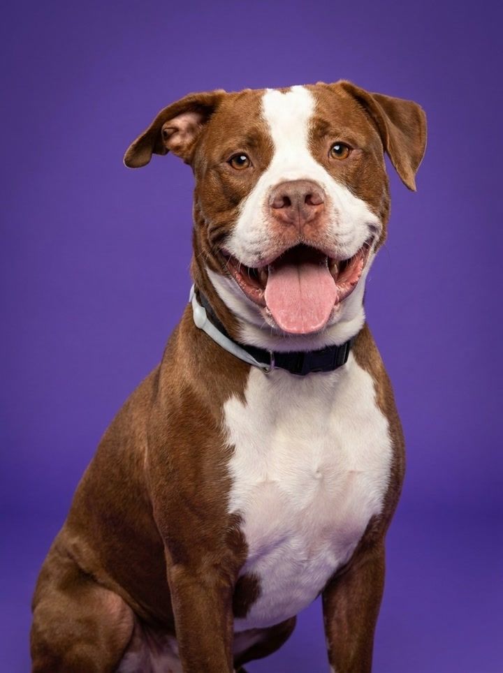 Color Pet ID