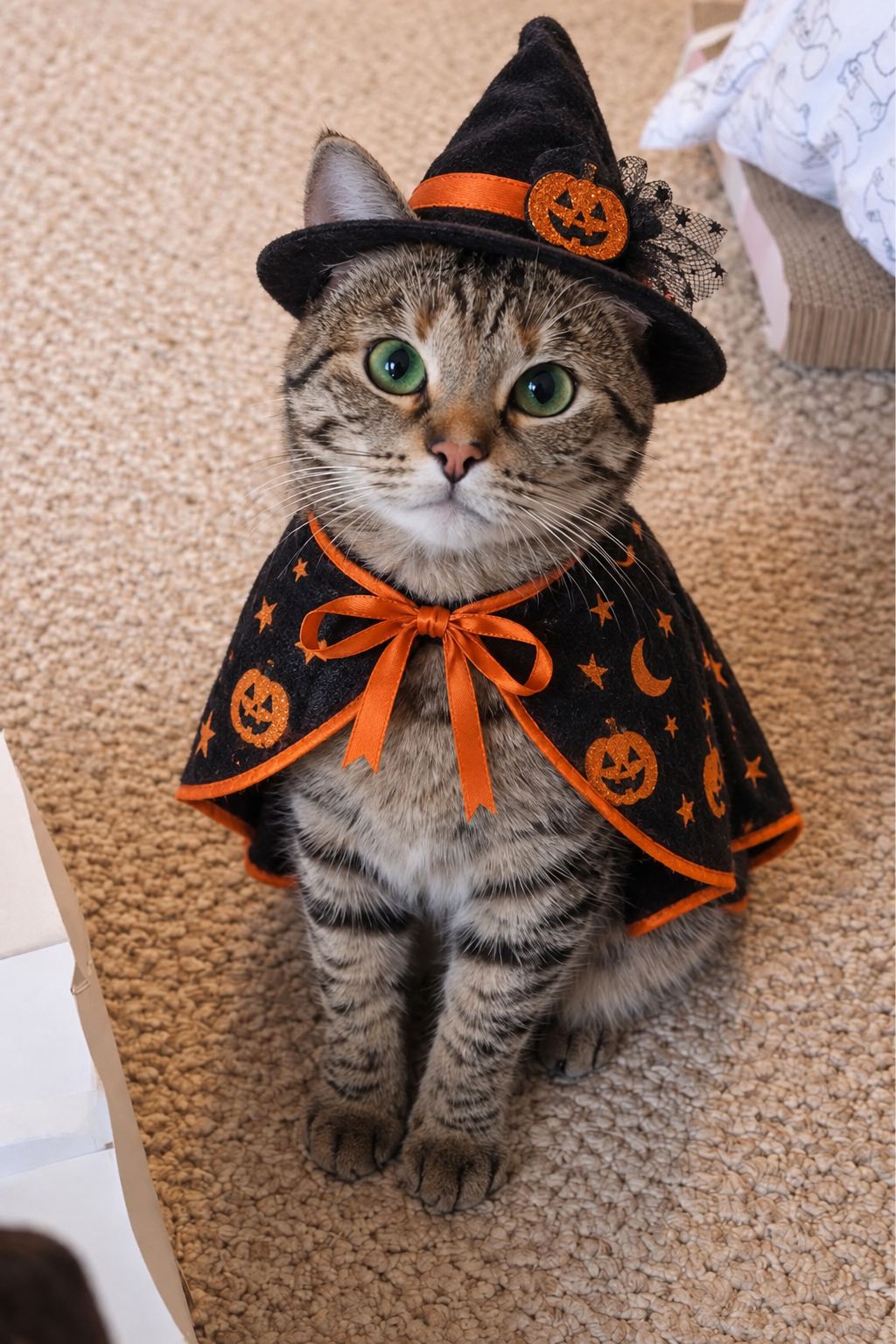 Halloween Pet Costume